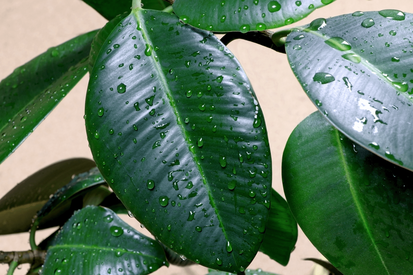 rubber plants clean the air