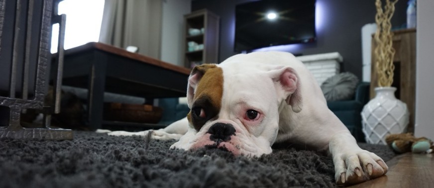 boxer on carpet in staged living room